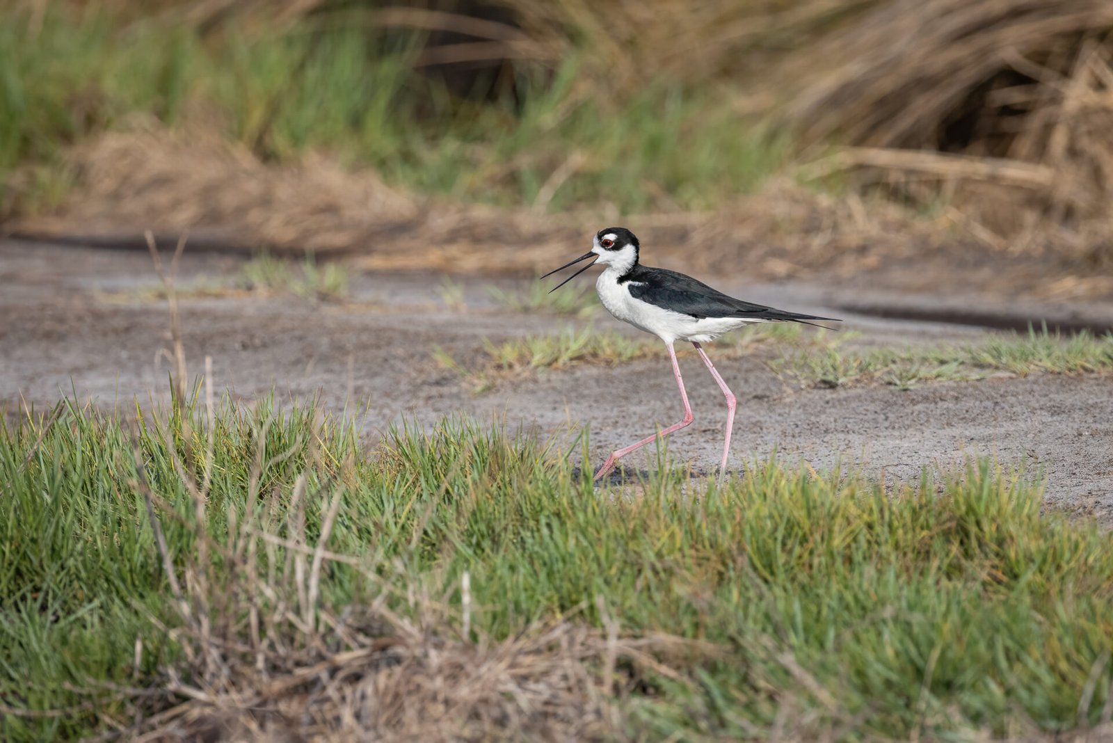 Black Necked Stilt Chatters On Path