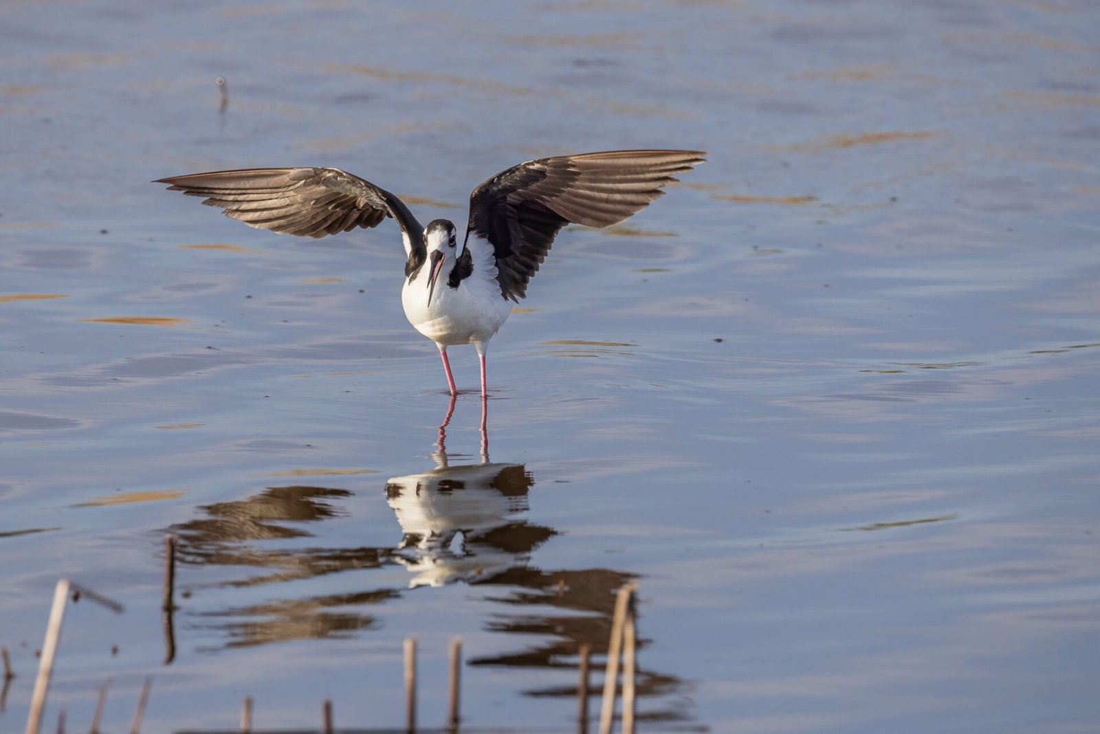 Black Necked Stilt Dances In Water