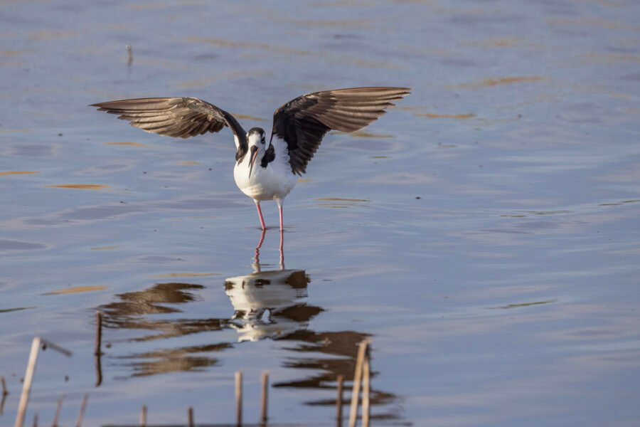 Black Necked Stilt Dances In Water