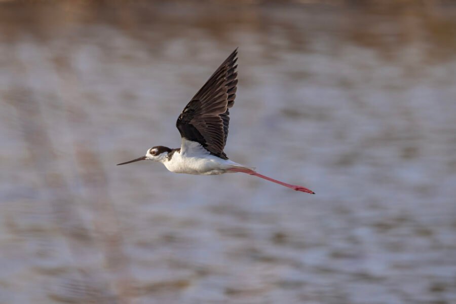 Black Necked Stilt Flies By To Left