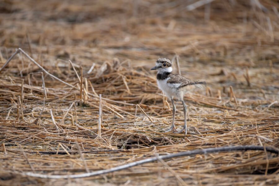 Killdeer Chick Stops For Moment