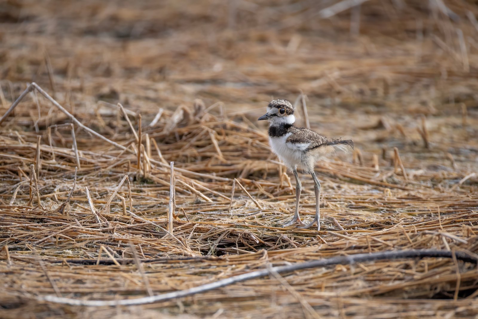 Killdeer Chick Stops For Moment