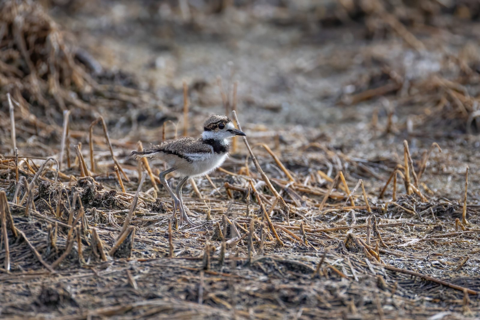 Killdeer Chick Walks Toward Its Family