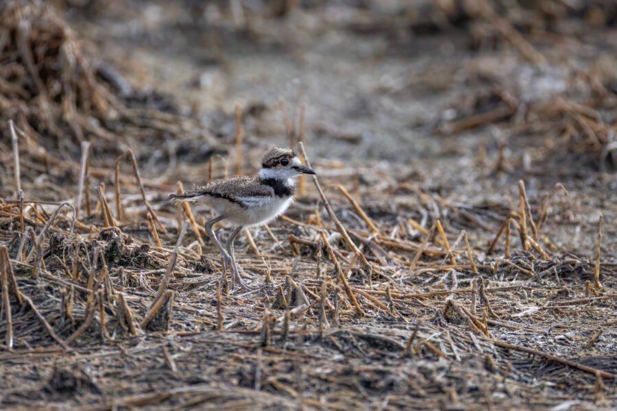 Killdeer Chick Walks Toward Its Family