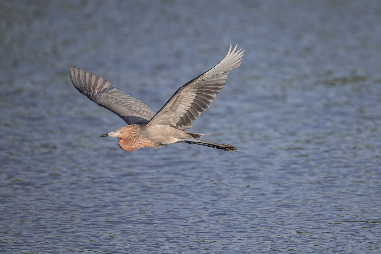 Reddish Egret Flies By To Left