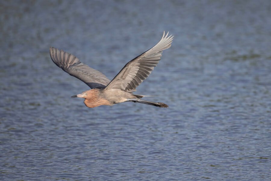 Reddish Egret Flies By To Left