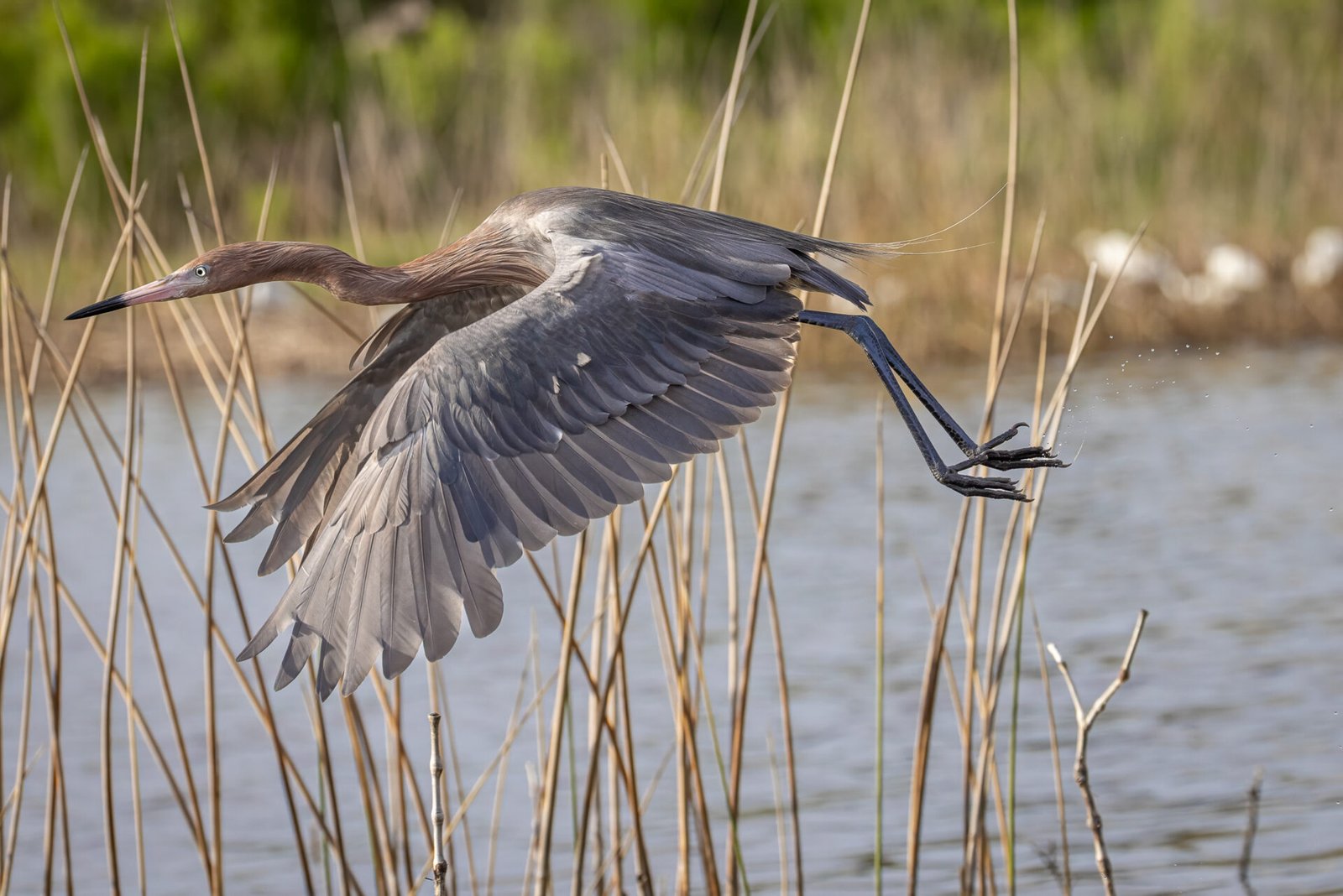 Reddish Egret Flies Off To Left