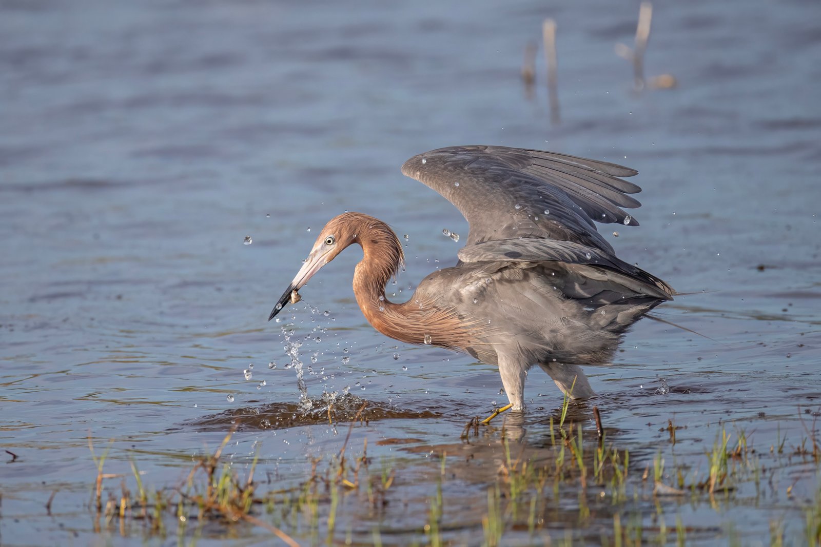 Reddish Egret Grabs Another Small Fish