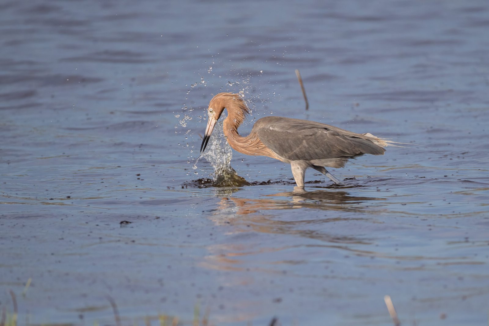 Reddish Egret Makes Splash But Misses