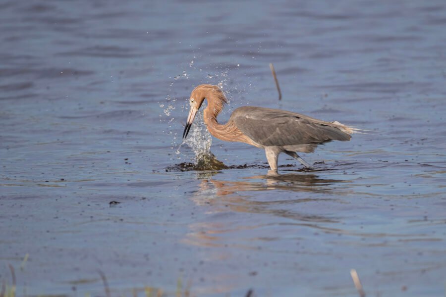 Reddish Egret Makes Splash But Misses