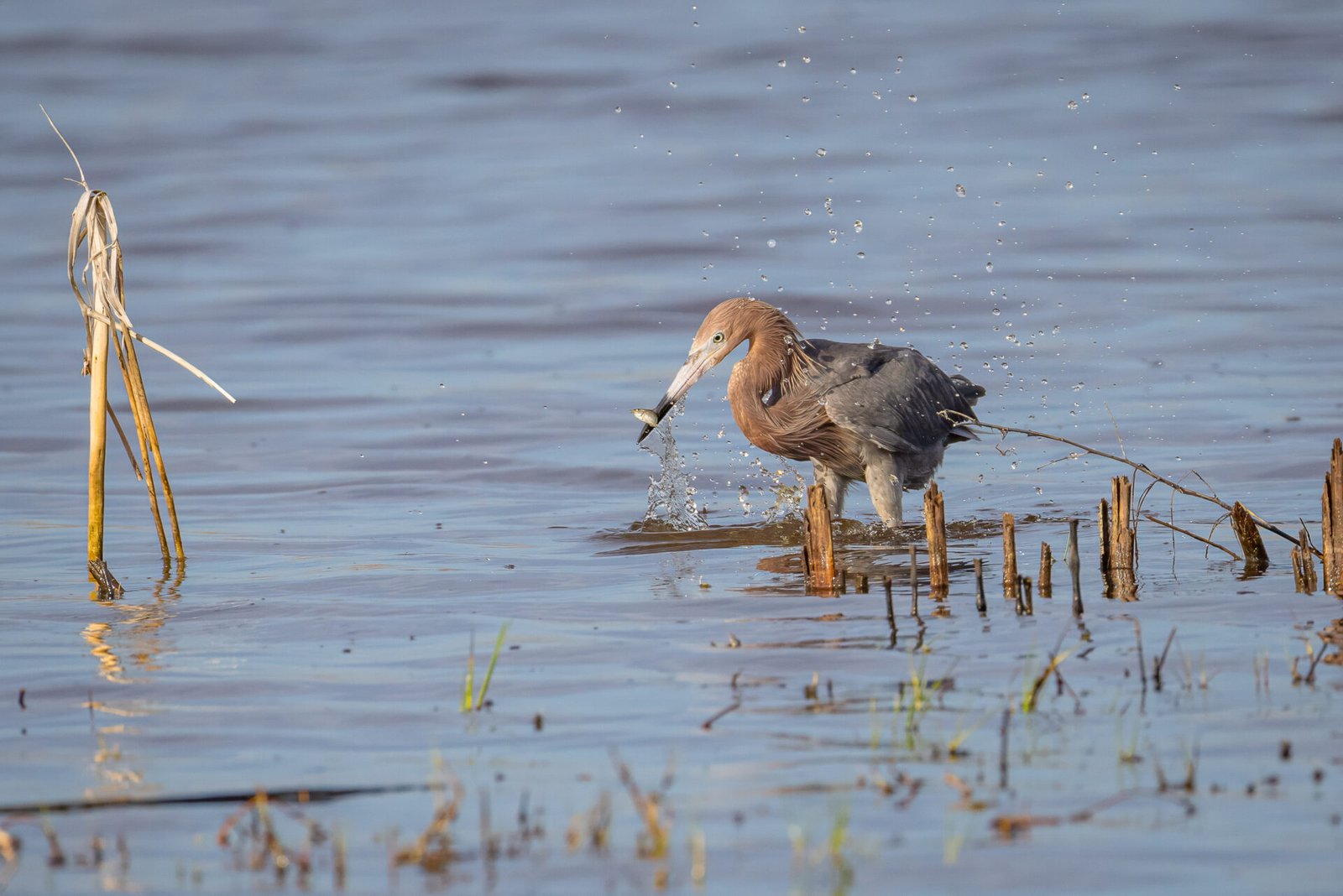 Reddish Egret Snatches Little Fish