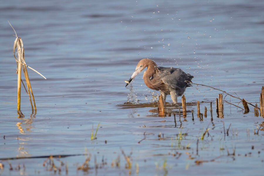 Reddish Egret Snatches Little Fish