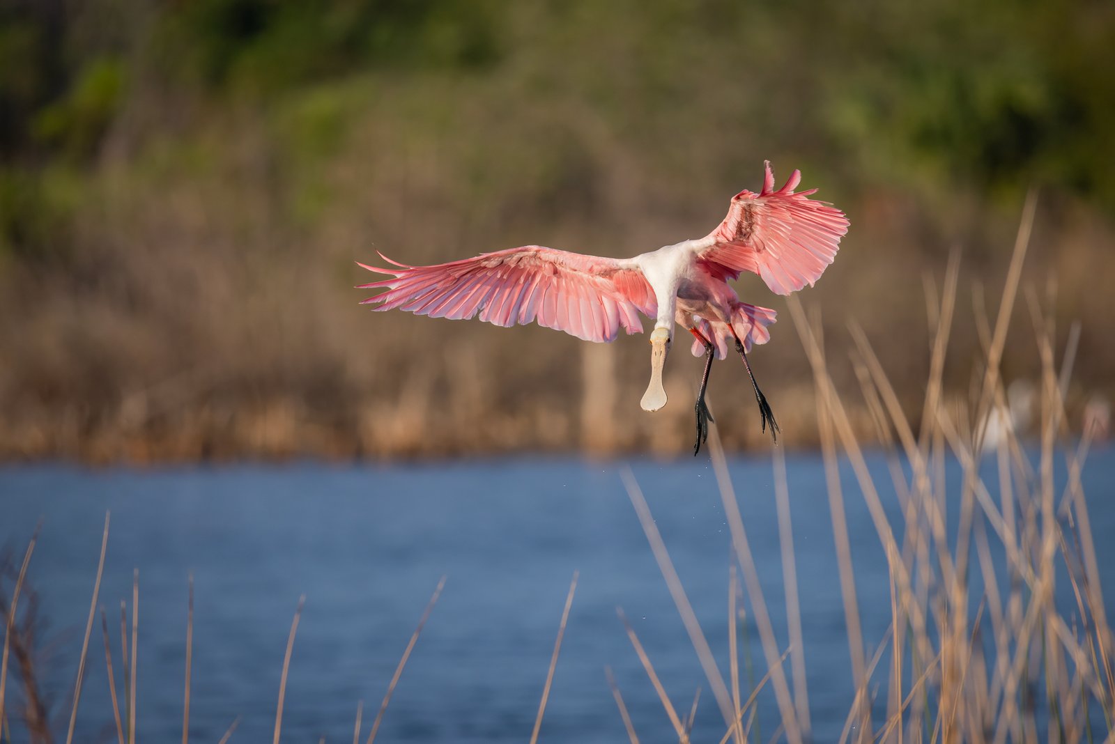 Roseate Spoonbill Flares To Land