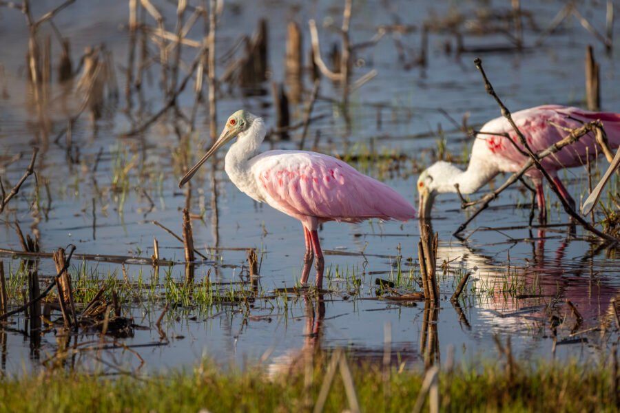 Roseate Spoonbill Pauses While Others Feed