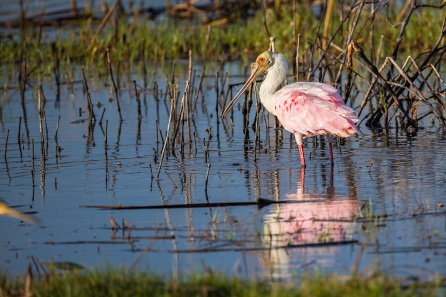 Roseate Spoonbill Resting In Morning Sunlight