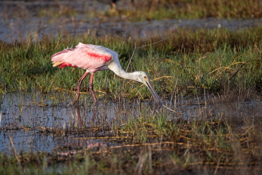 Roseate Spoonbill Skimming Through Shallow Water