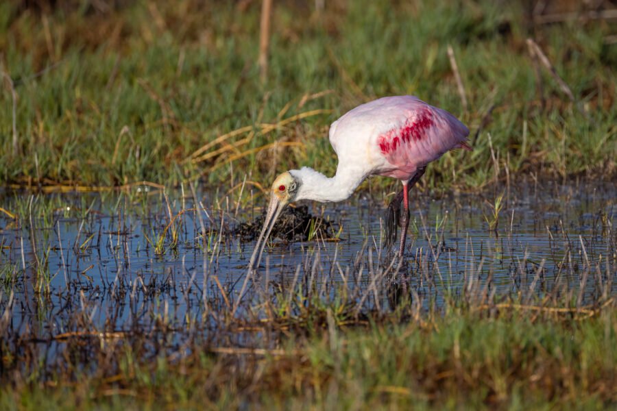 Roseate Spoonbill Swinging Bill Through Shallow Water