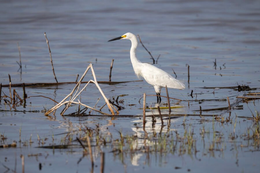 Snowy Egret Stands In Reeds With Reflection