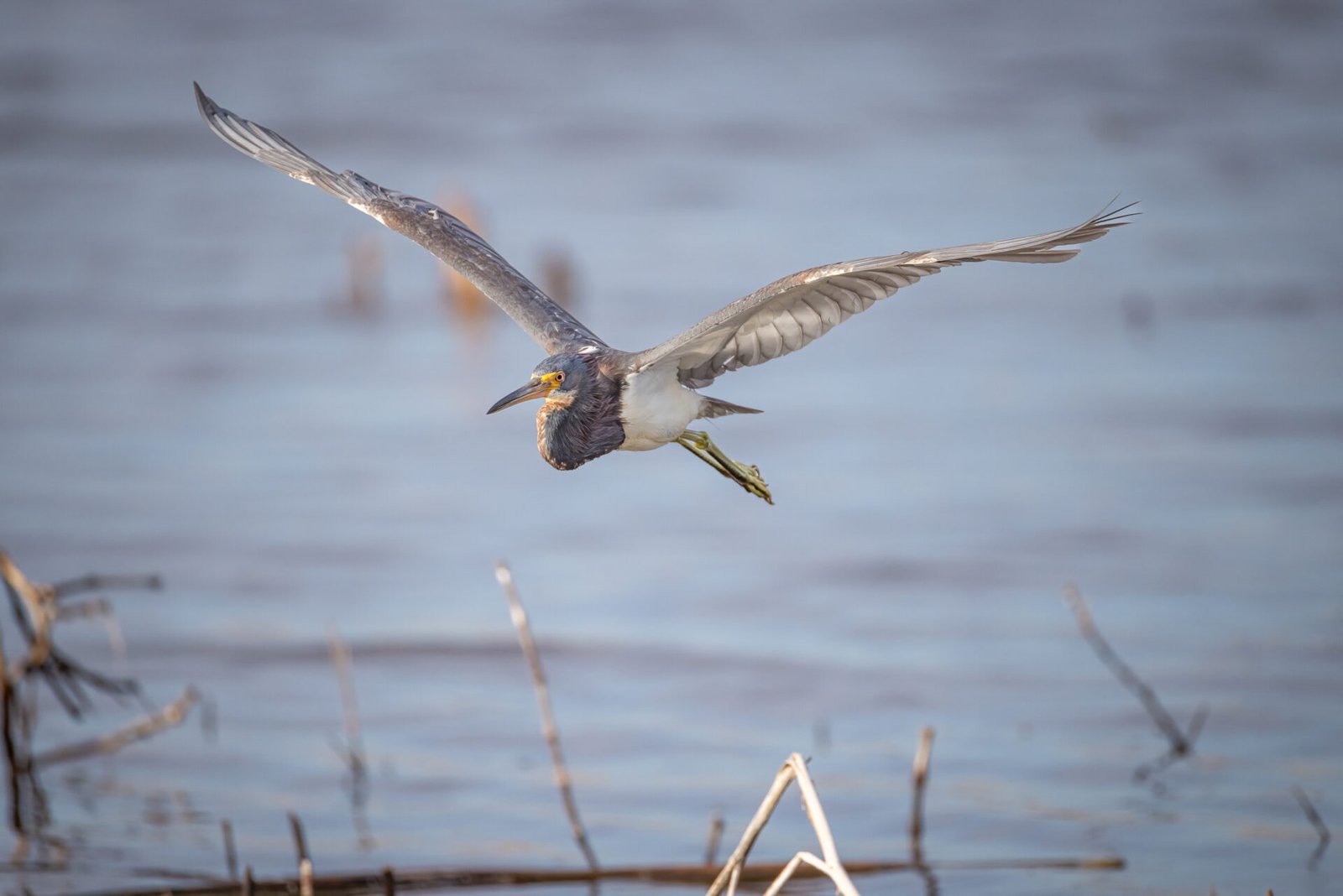 Tri Colored Heron Comes In For Landing
