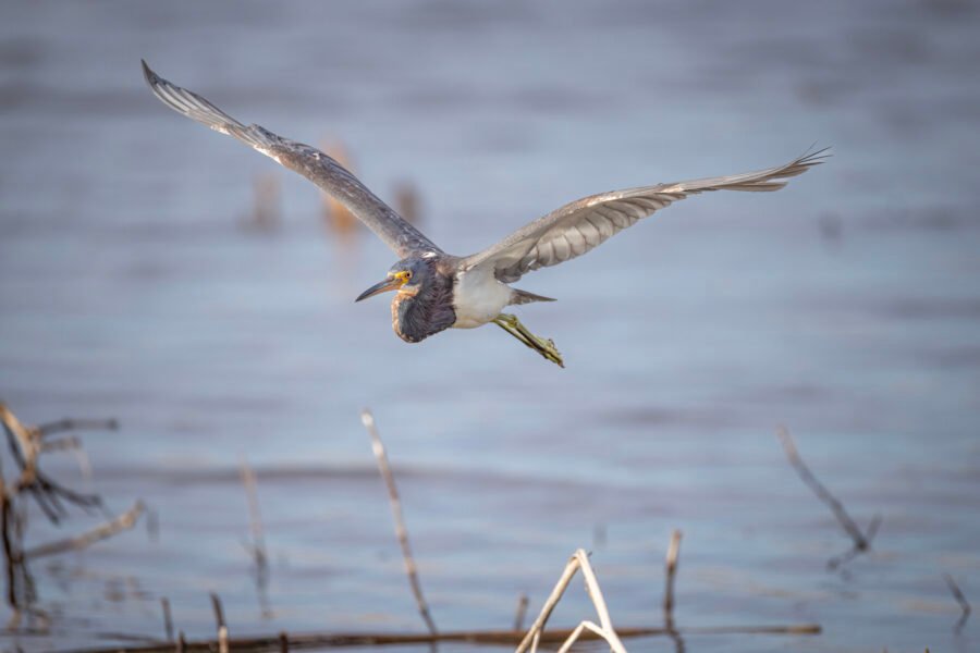 Tri Colored Heron Comes In For Landing