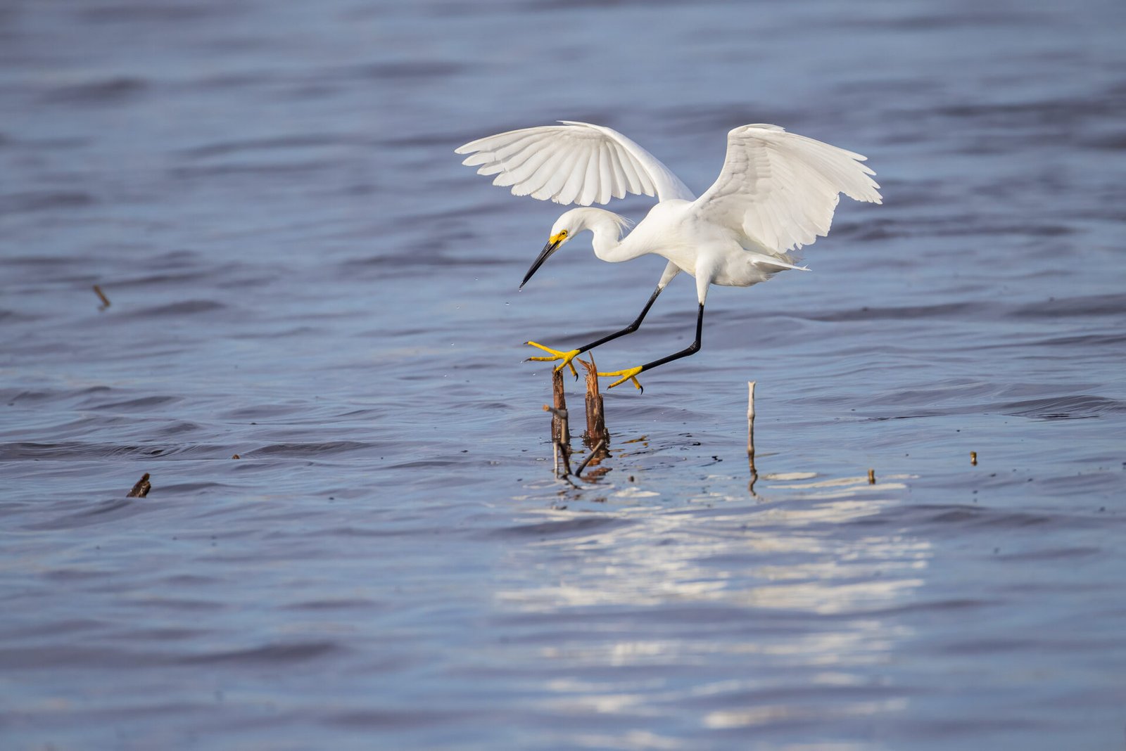 Snowy Egret Lands On Broken Reed