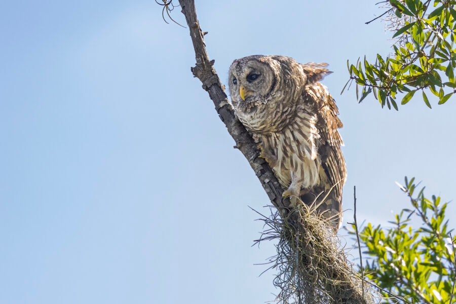 Barred Owl Hooting On Dead Branch