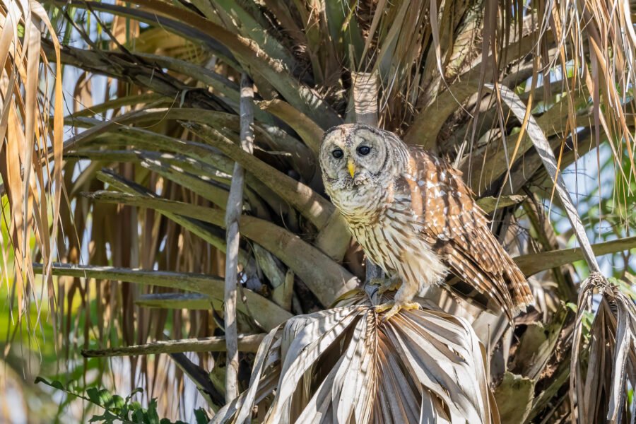 Barred Owl Looking Out From Old Palm