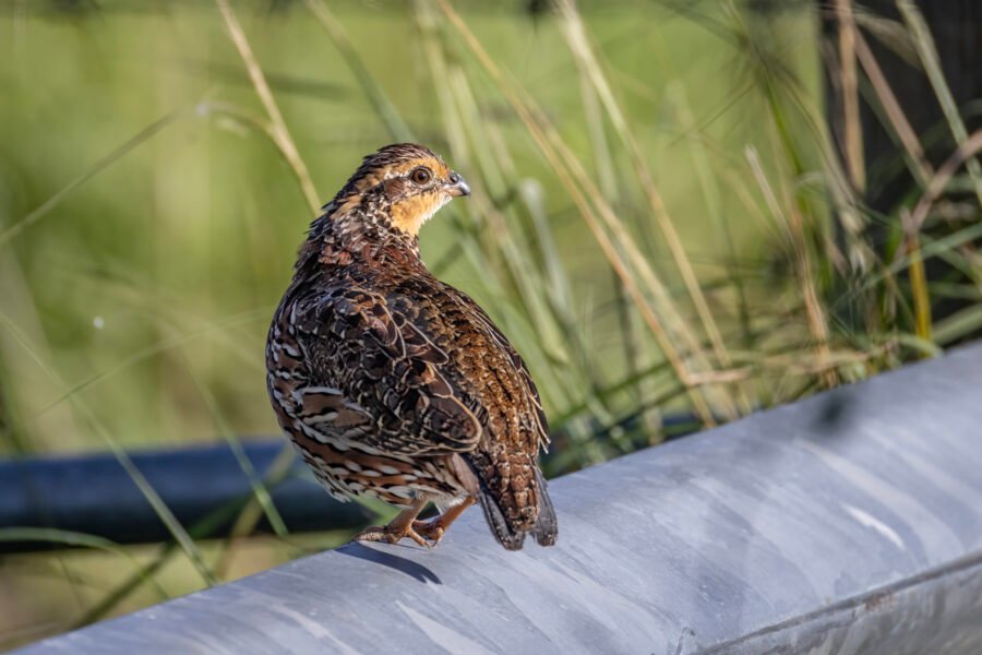 Bobwhite Quail Female Looking Back