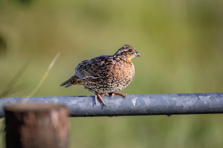 Bobwhite Quail Female Resting On Fence Rail
