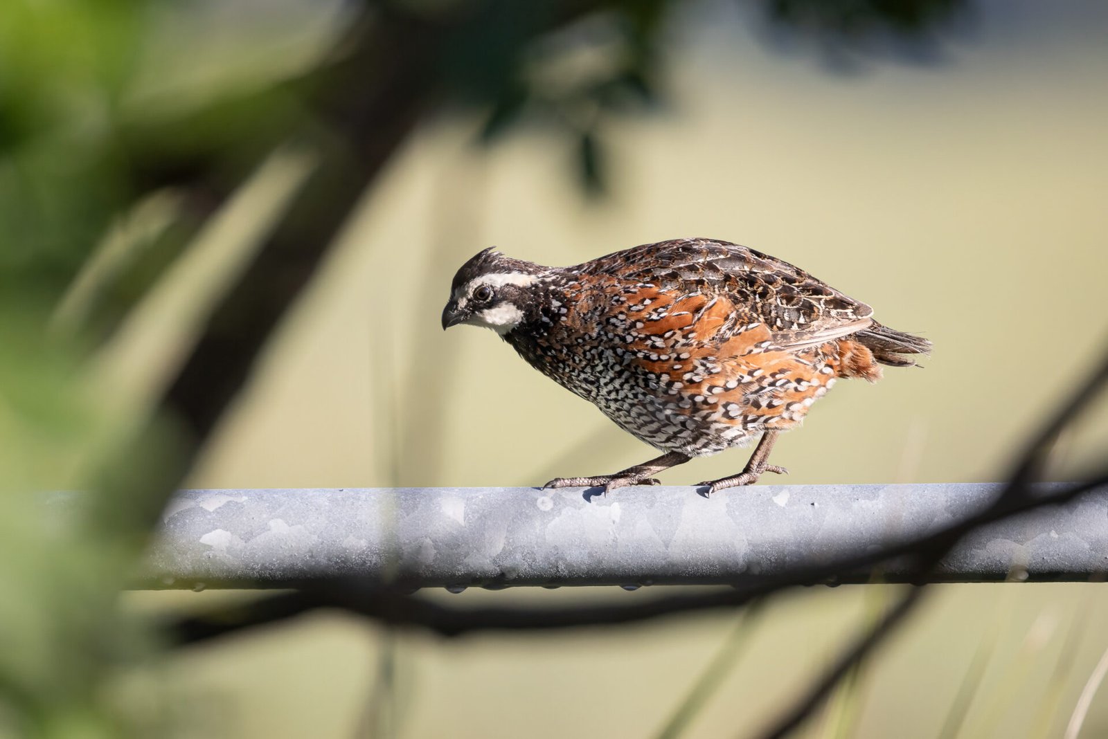 Bobwhite Quail Male Walking Along Fence Rail