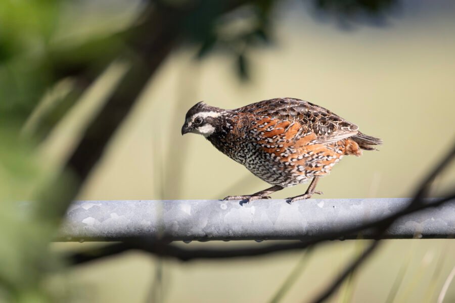 Bobwhite Quail Male Walking Along Fence Rail