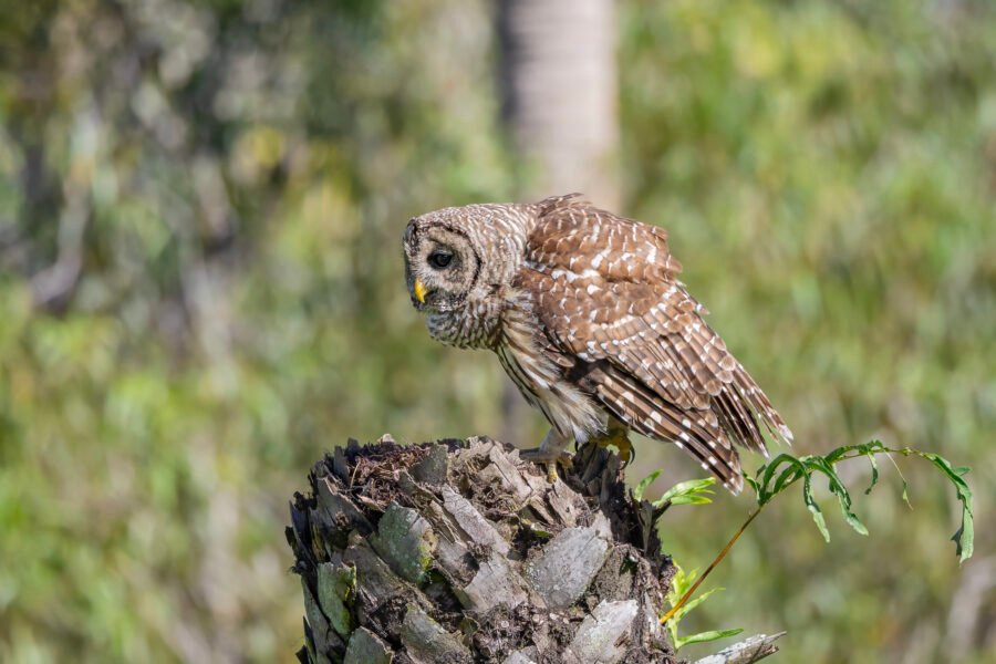 Barred Owl Hooting On Dead Palm Stump