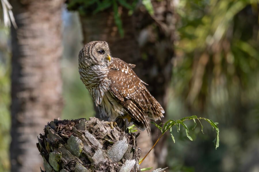 Barred Owl Looking Back From Palm Stump