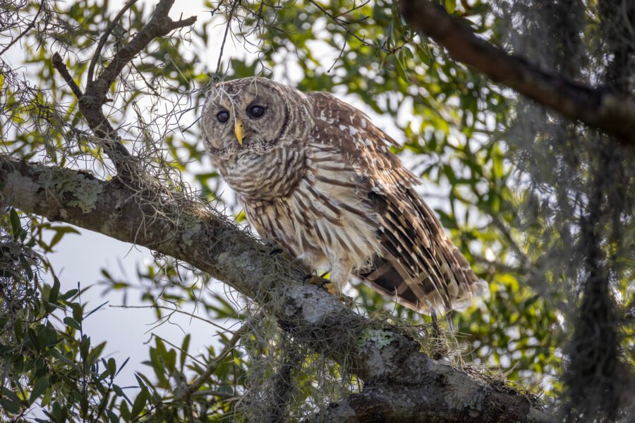 Barred Owl Looking Out From Shadows