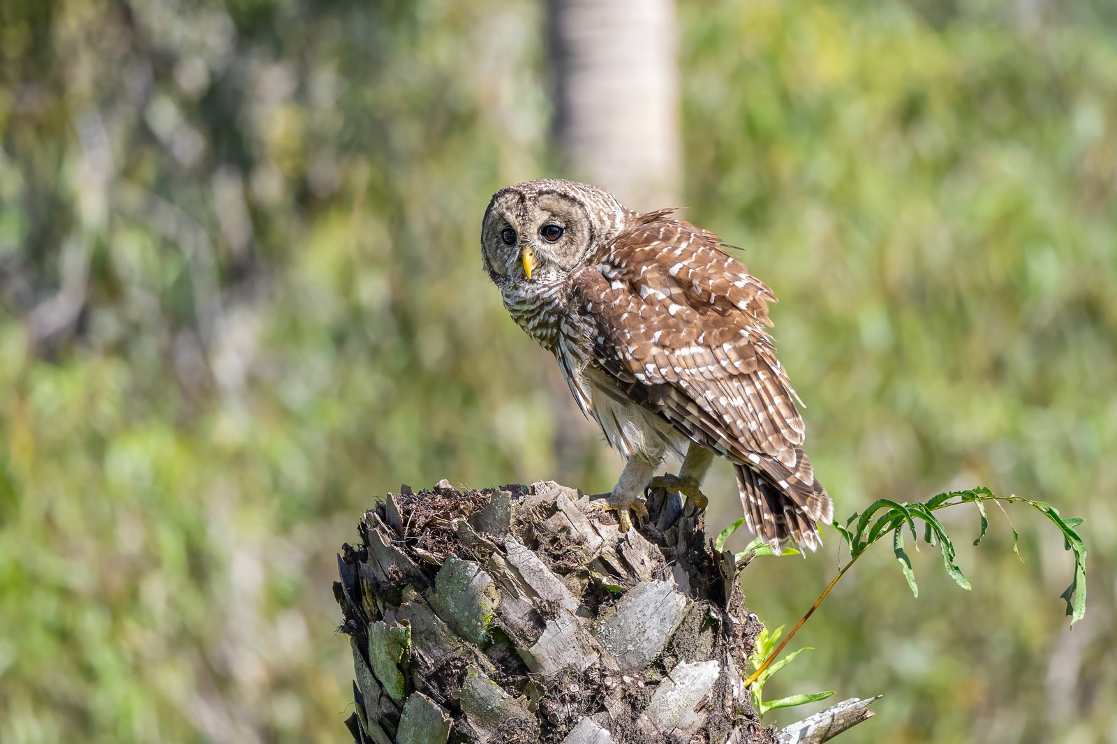 Barred Owl Perched On Dead Palm Stump