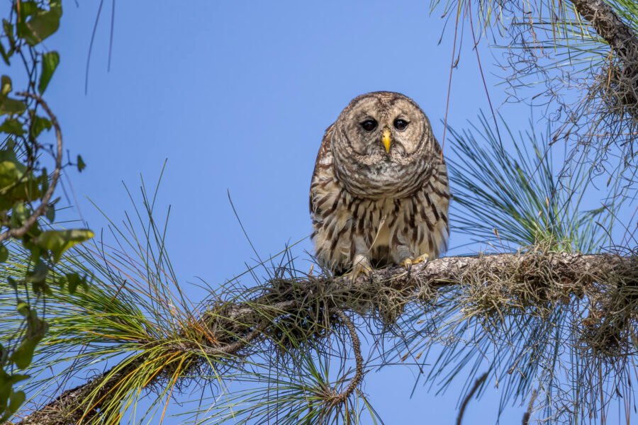 Barred Owl Staring From Pine Tree