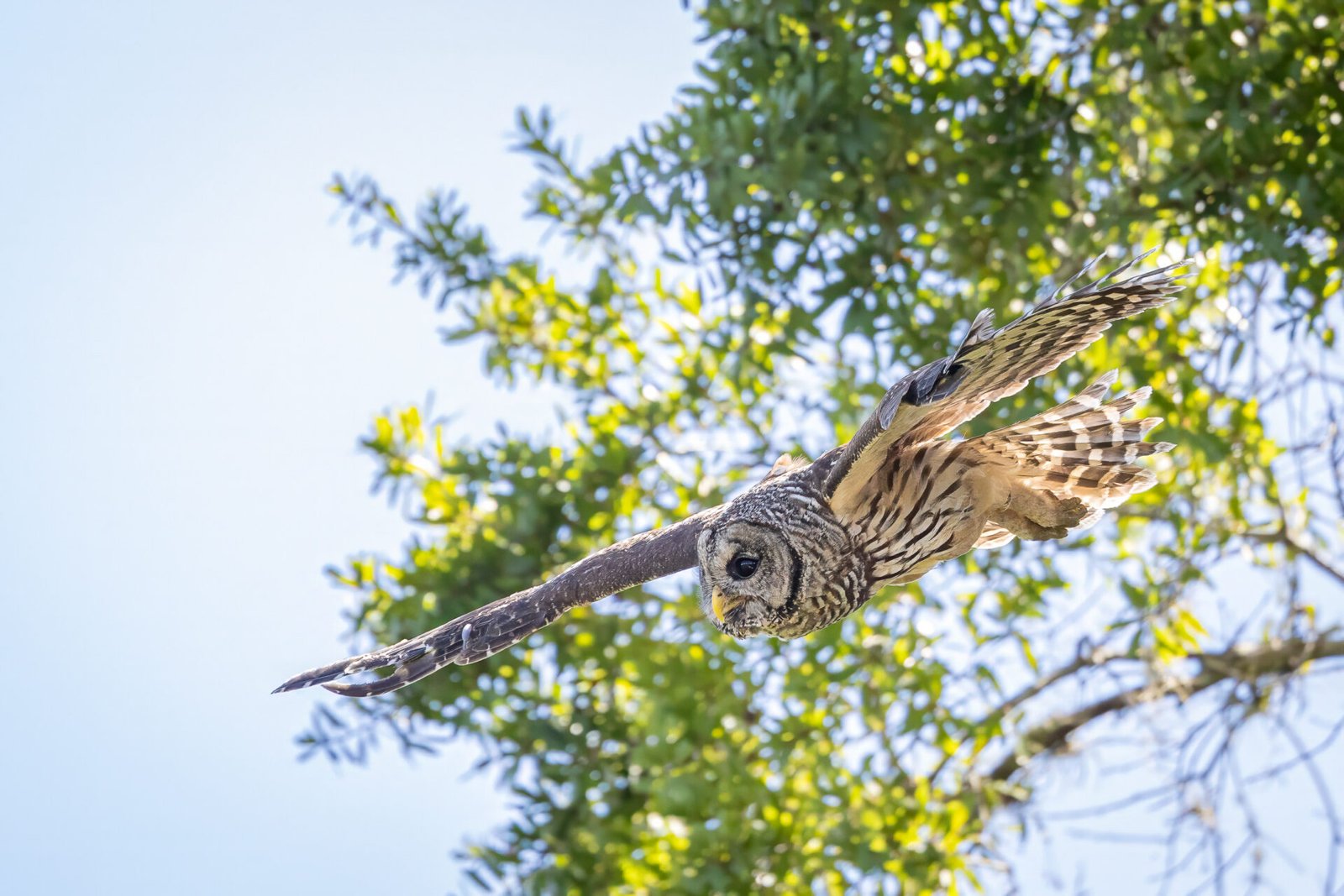 Barred Owl Takes Flight