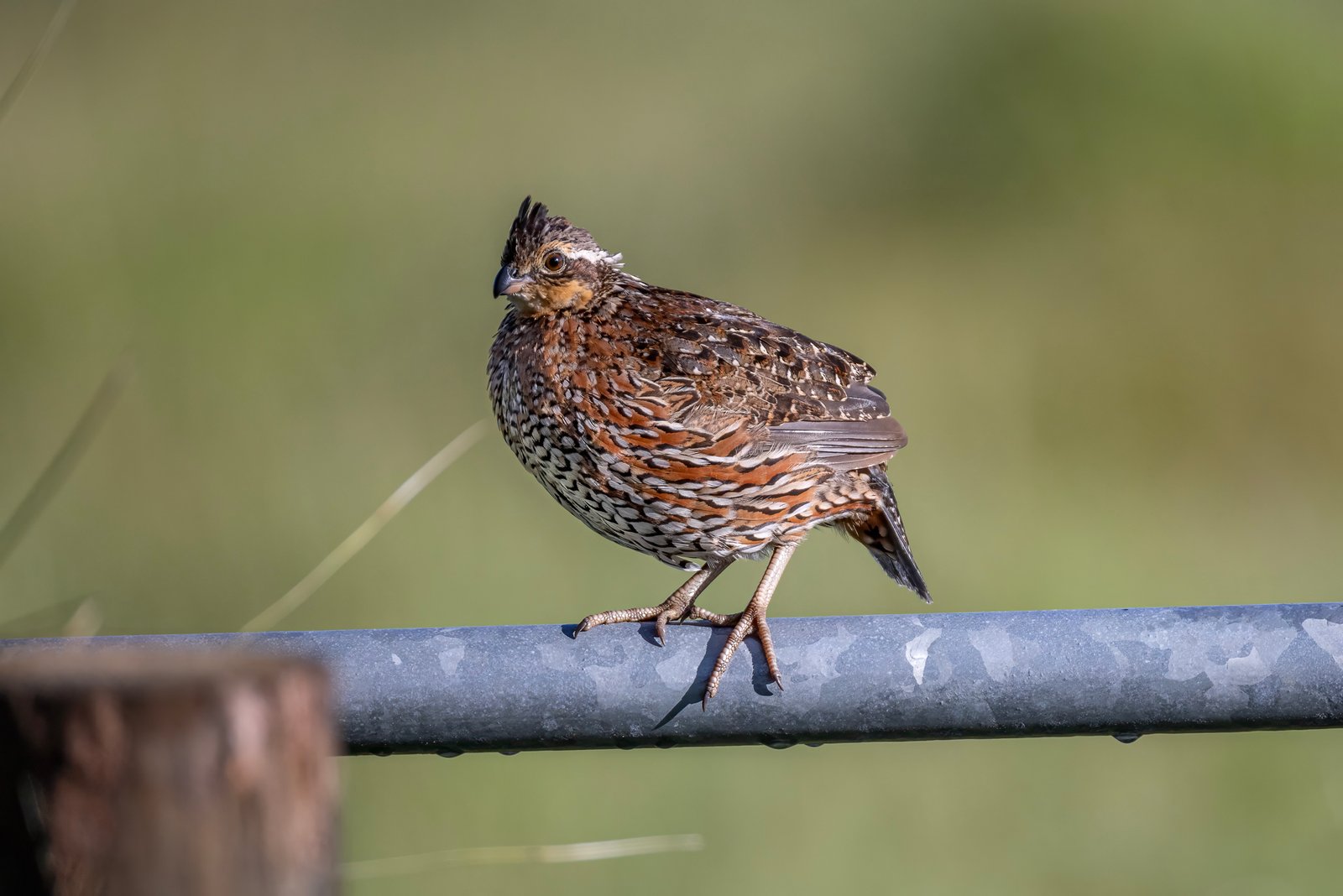 Female Bobwhite Quail Sitting On Fence Rail