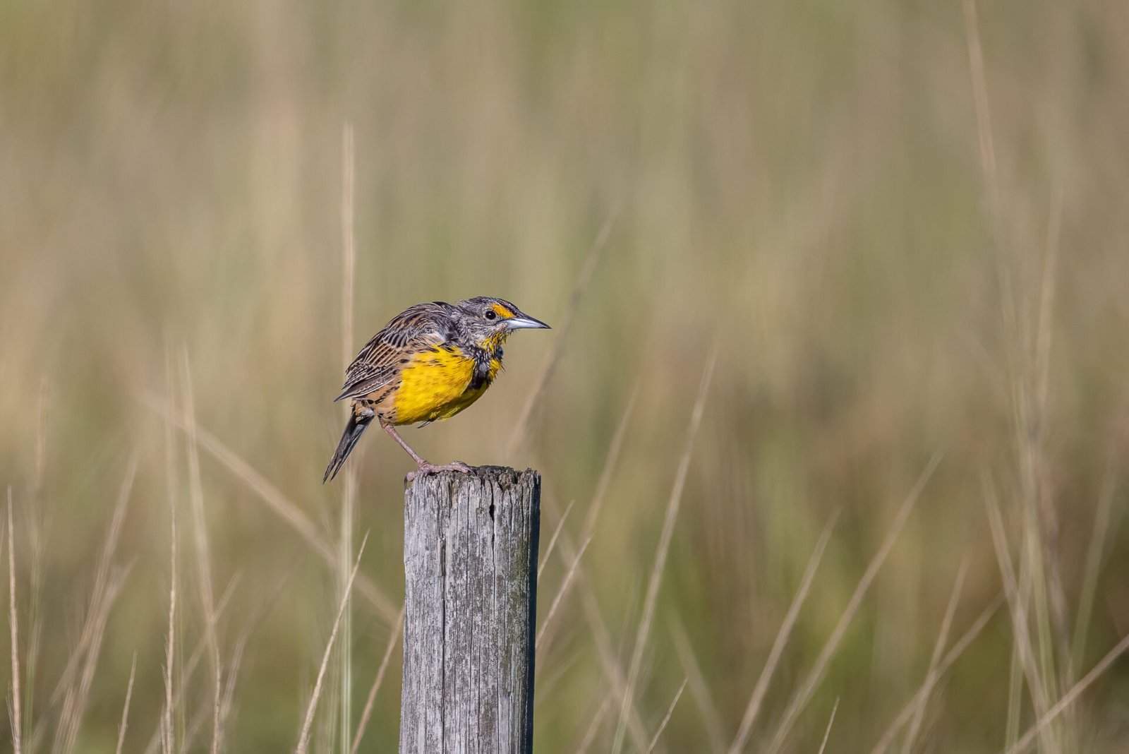 Young Eastern Meadowlark Resting On Fence Post