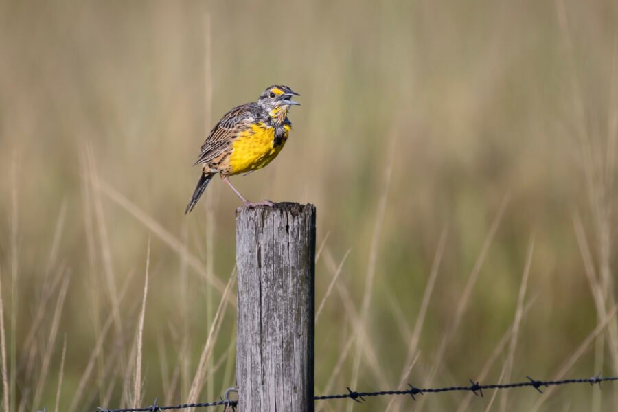 Young Eastern Meadowlark Singing On Fence Post