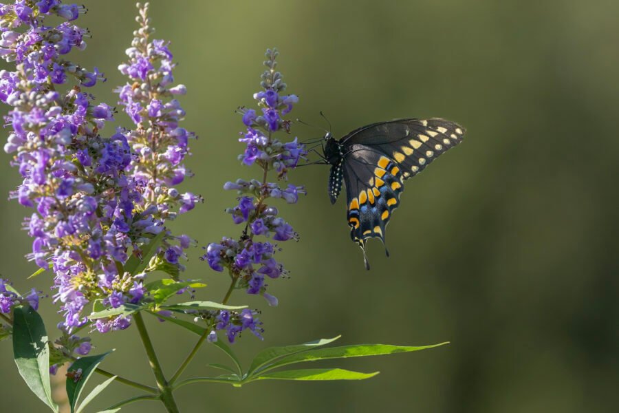 Black Swallowtail Feeding On Purple Salvia