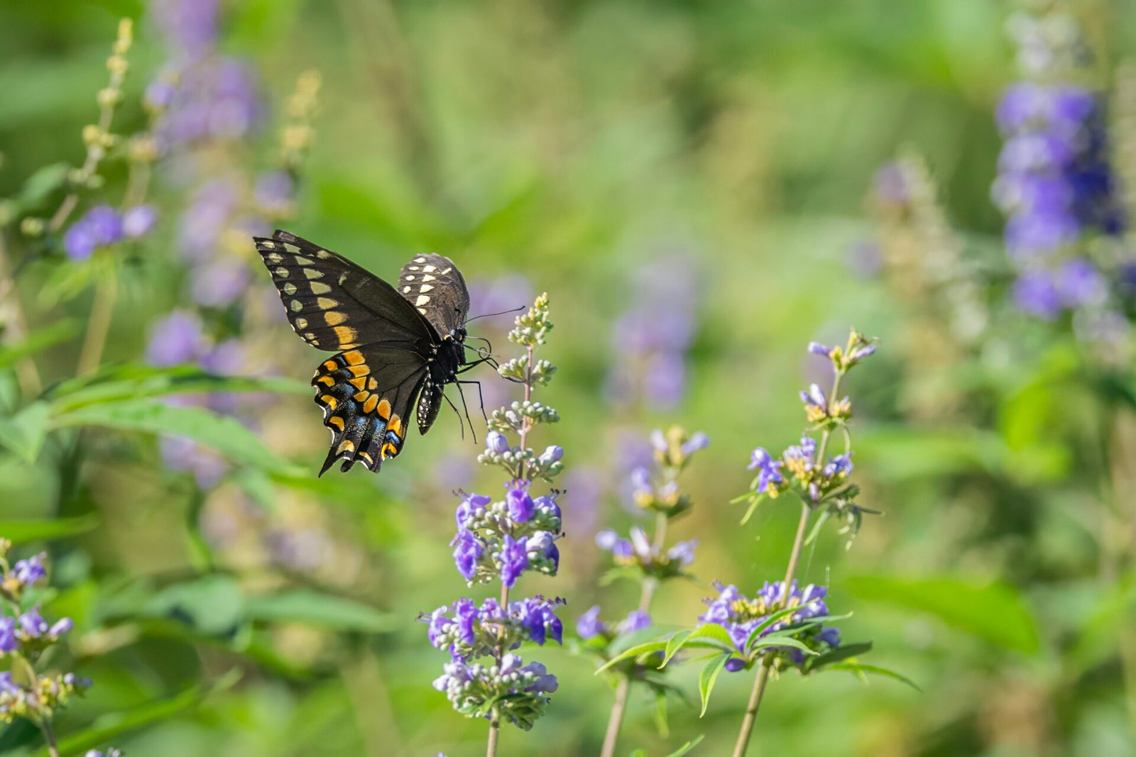 Black Swallowtail Landing On Purple Salvia