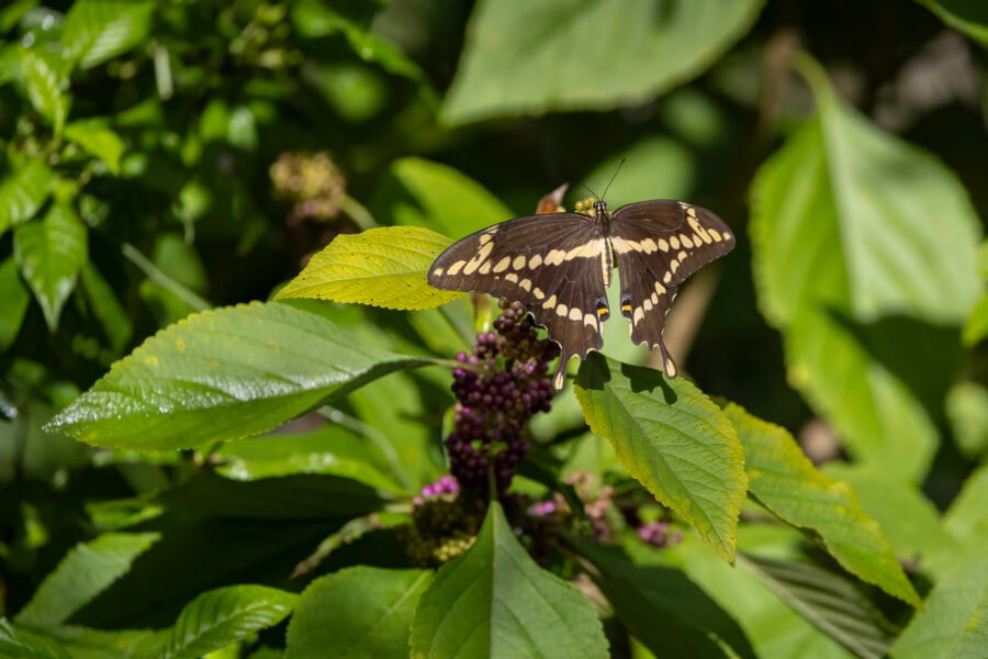 Black Swallowtail Resting On Purple Beautyberry