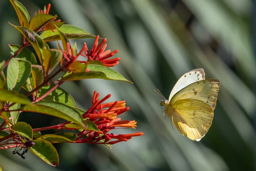 Cloudless Sulphur Butterfly Approaching Firebush