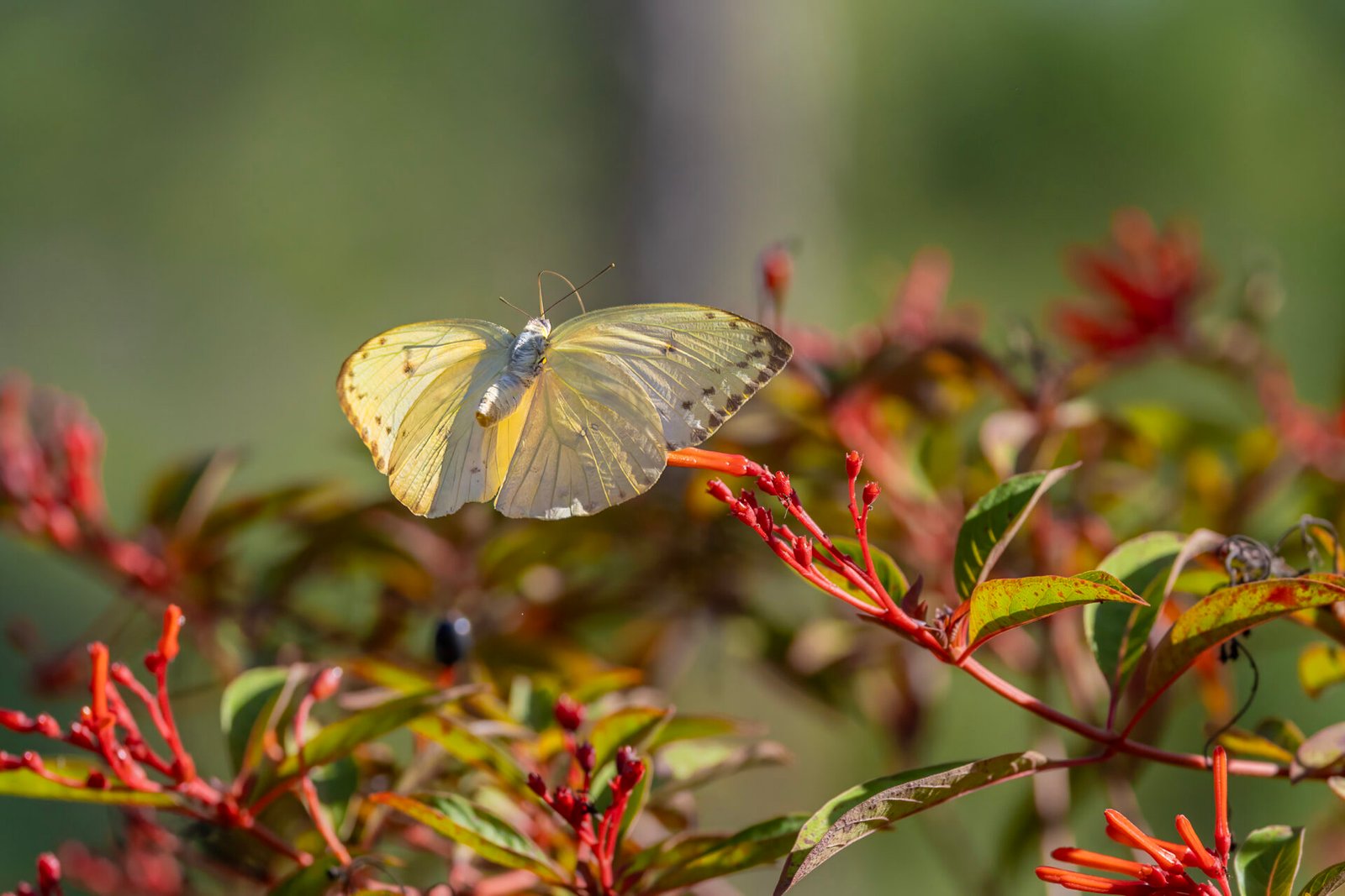 Cloudless Sulphur Butterfly Landing On Firebush