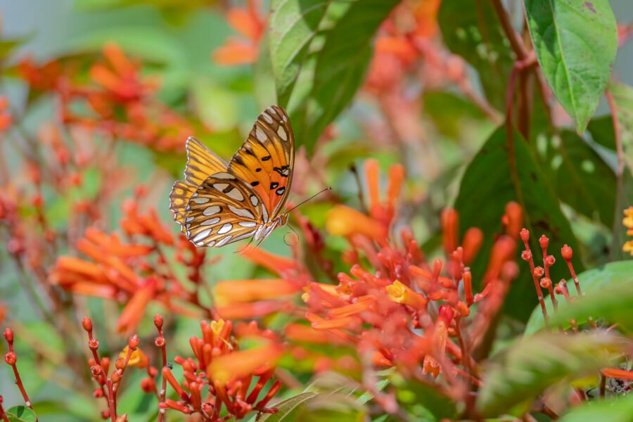 Gulf Fritillary Flying Toward Firebush