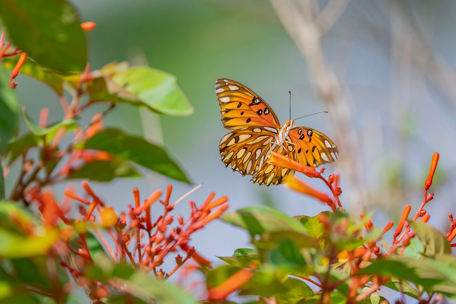 Gulf Fritillary Resting On Firebush