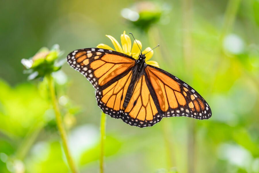 Monarch Feeding On Yellow Coreopsis