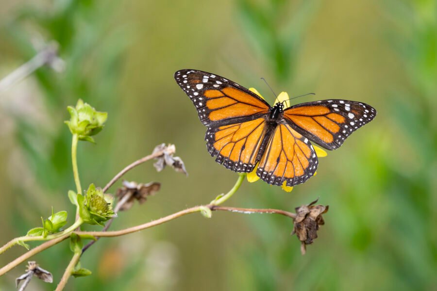 Monarch Feeding On Yellow Flower