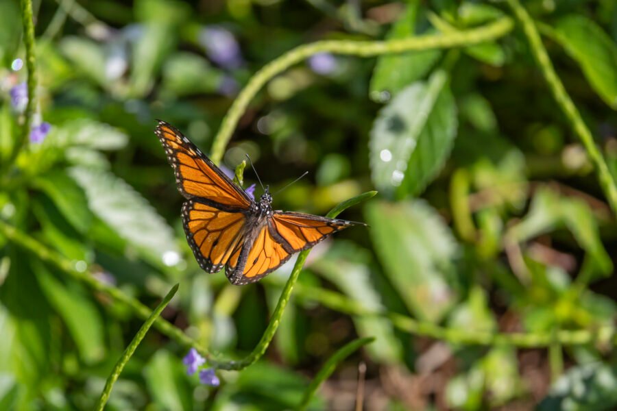 Monarch Flying Off From Small Purple Flower